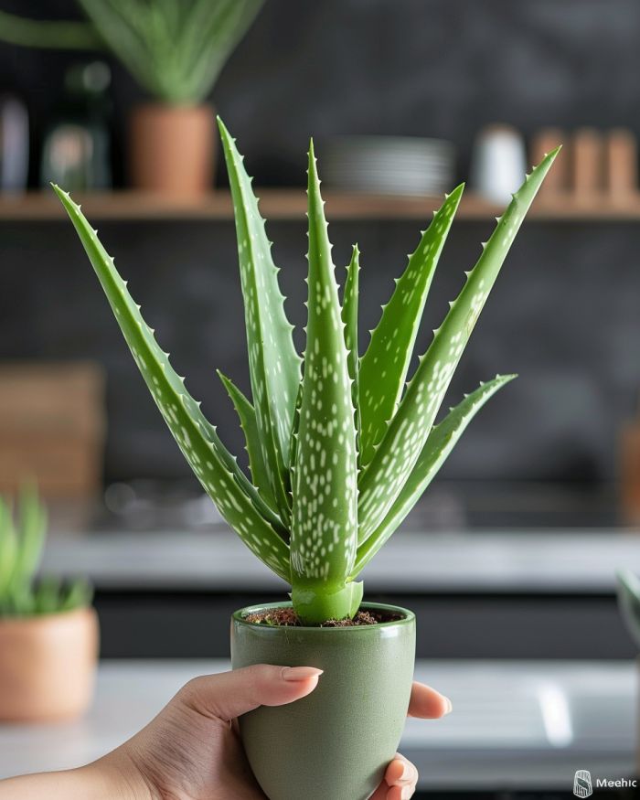 Chcesz_uprawia__aloes_w_pozycji_pionowej__Oto__co_musisz_wiedzie_____wi_cej_wskaz_wek_ Chcesz_uprawia__aloes_w_pozycji_pionowej__Oto__co_musisz_wiedzie_____wi_cej_wskaz_wek_