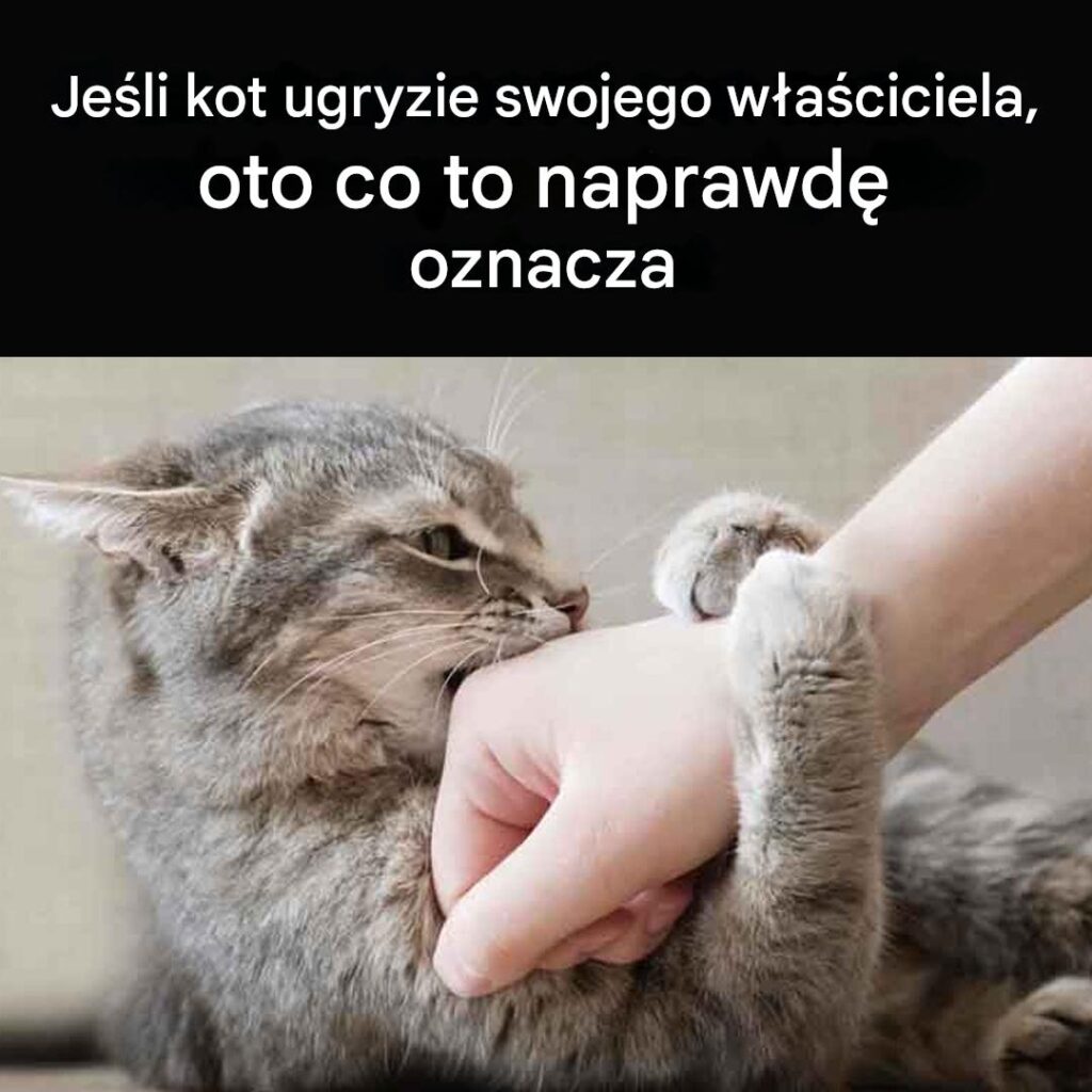Czy_Tw_j_kot_Ci__podgryza__Oto_co_to_oznacza Czy_Tw_j_kot_Ci__podgryza__Oto_co_to_oznacza