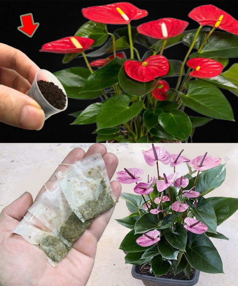 Dzi_ki_Anthurium_wystarczy_jedna_ma_a_saszetka_miesi_cznie__aby_stworzy__kwiatow__uczt___kt_ra_roz_wietli_Twoje_serce__-1