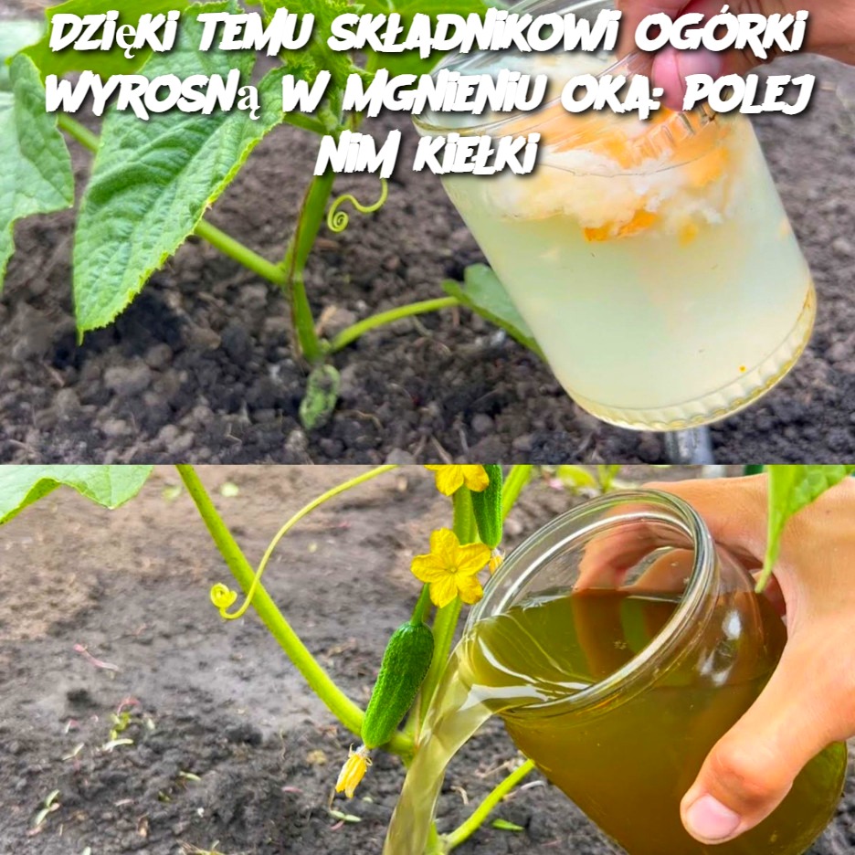 Dzi_ki_temu_sk_adnikowi_og_rki_wyrosn__w_mgnieniu_oka__polej_nim_kie_ki-2 Dzi_ki_temu_sk_adnikowi_og_rki_wyrosn__w_mgnieniu_oka__polej_nim_kie_ki-2