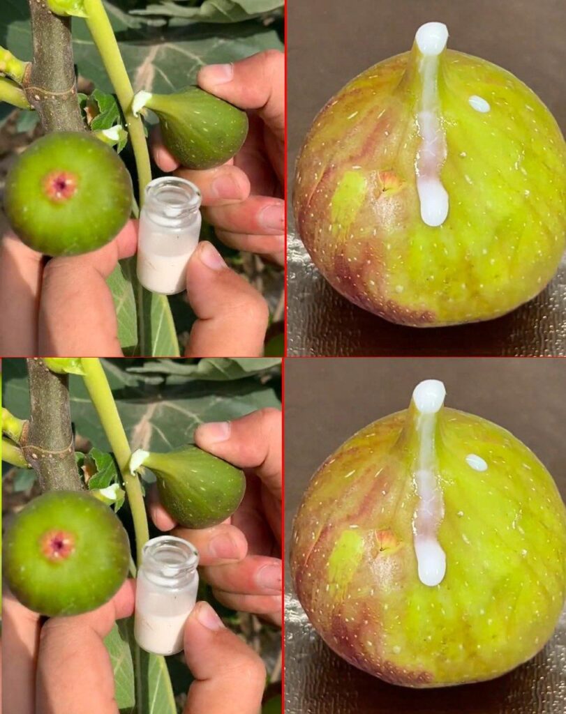 Figowy_Eliksir__Przepis_na_Zdrowie_i_Witalno___dzi_ki_Soku_z_Fig-1 Figowy_Eliksir__Przepis_na_Zdrowie_i_Witalno___dzi_ki_Soku_z_Fig-1