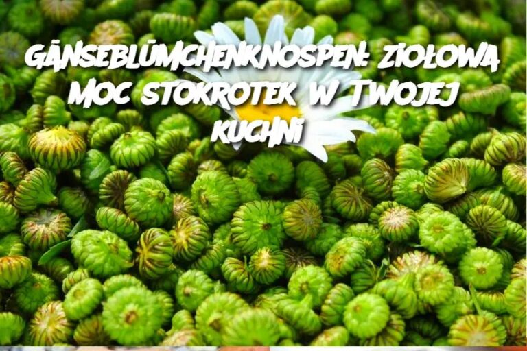 G_nsebl_mchenknospen__Zio_owa_moc_stokrotek_w_Twojej_kuchni