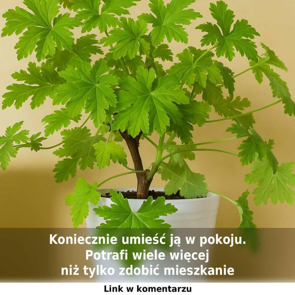 Geranium_anginka__czyli_pelargonia_pachn_ca__to_ro_lina_o_niezwyk_ych_w_a_ciwo_ciach_leczniczych Geranium_anginka__czyli_pelargonia_pachn_ca__to_ro_lina_o_niezwyk_ych_w_a_ciwo_ciach_leczniczych