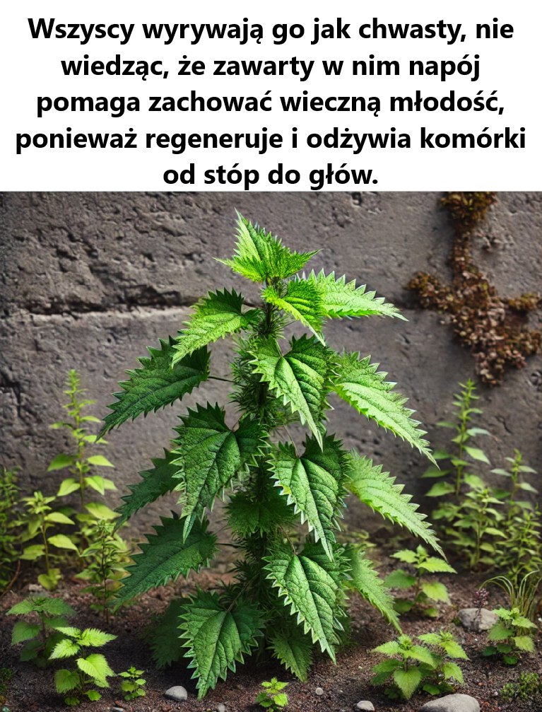 Herbata_z_pokrzywy__Naturalny_eliksir_m_odo_ci__kt_ry_warto_odkry_ Herbata_z_pokrzywy__Naturalny_eliksir_m_odo_ci__kt_ry_warto_odkry_