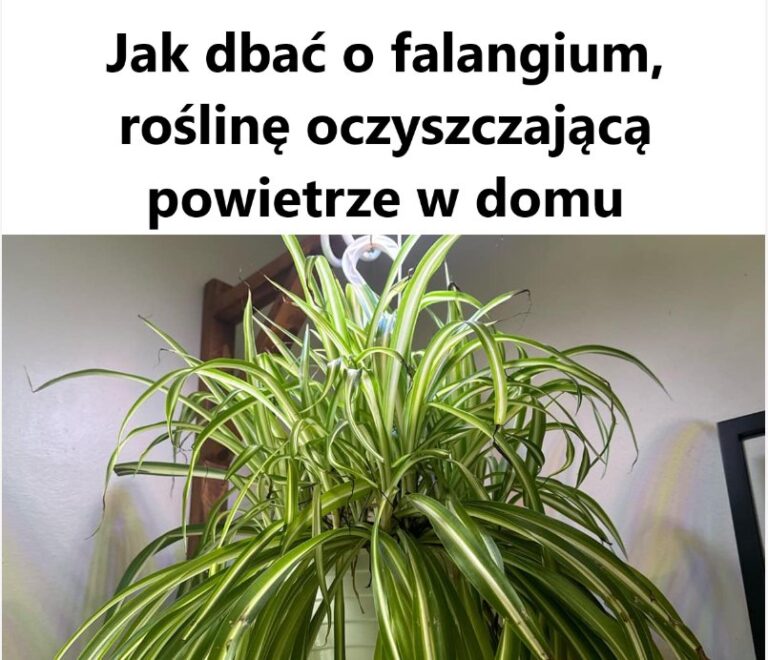 Jak_dba__o_falangium__ro_lin__oczyszczaj_c__powietrze_w_domu