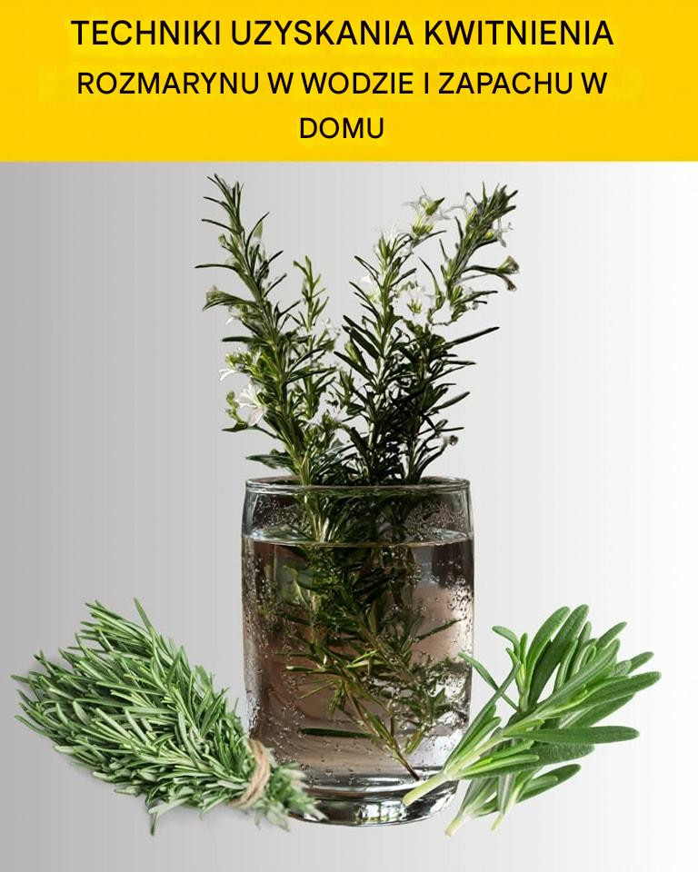 Jak_obficie_uprawia__rozmaryn_w_domu_ Jak_obficie_uprawia__rozmaryn_w_domu_