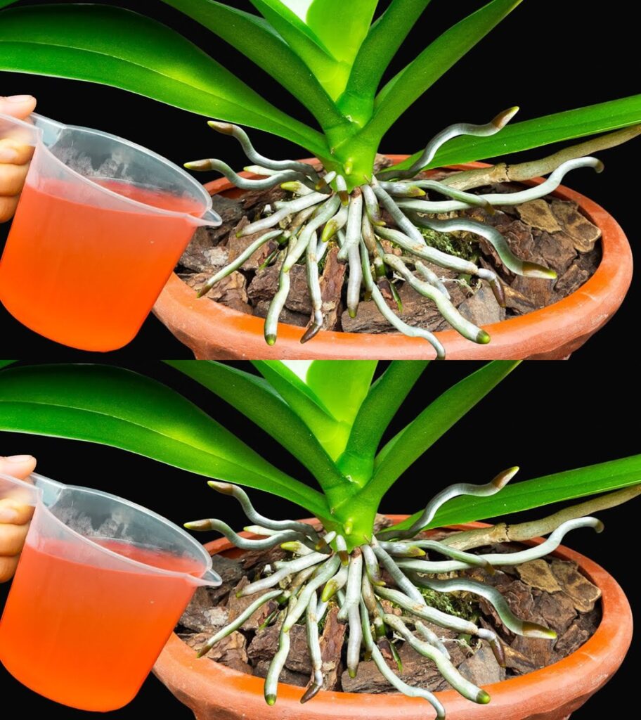 Jak_rozmna_a__orchide__w_niesko_czono___i_mie___adne_kwiaty_w_domu__Wystarczy_plastikowa_butelka Jak_rozmna_a__orchide__w_niesko_czono___i_mie___adne_kwiaty_w_domu__Wystarczy_plastikowa_butelka