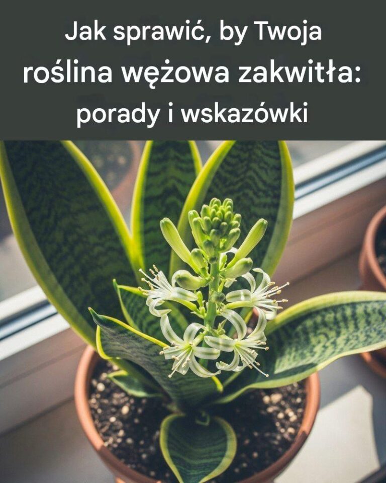 Jak_sprawi___by_Twoja_ro_lina_w__owa_zakwit_a__porady_i_wskaz_wki