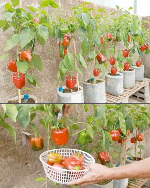 Jak_uprawia__papryk__w_domu__sekret_obfitej_produkcji Jak_uprawia__papryk__w_domu__sekret_obfitej_produkcji