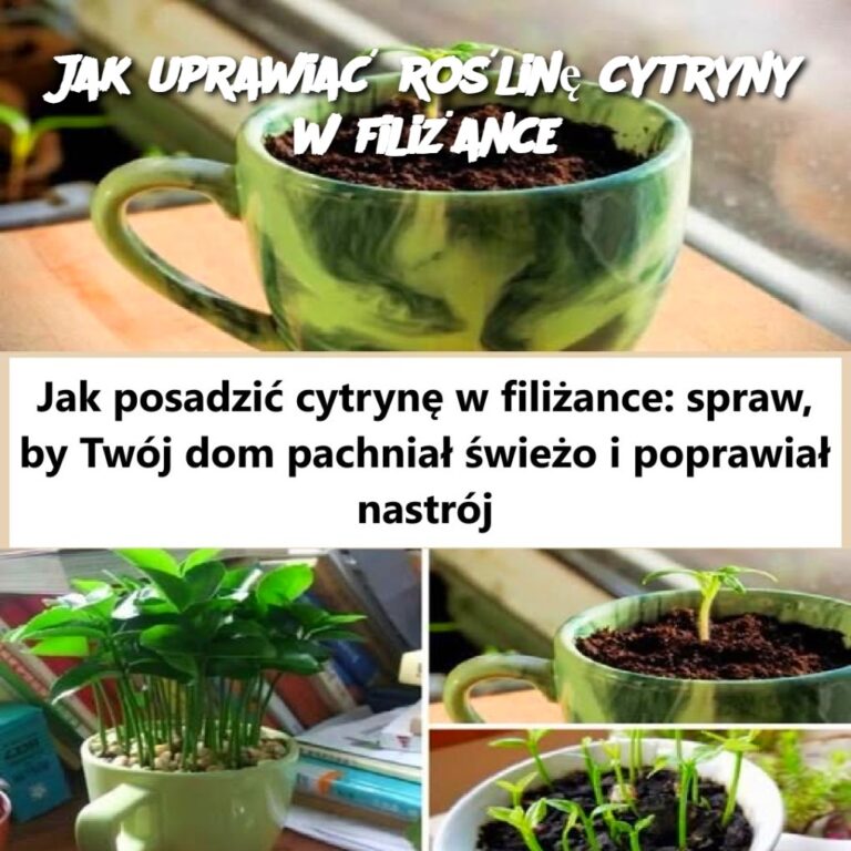 Jak_uprawia__ro_lin__cytryny_w_fili_ance