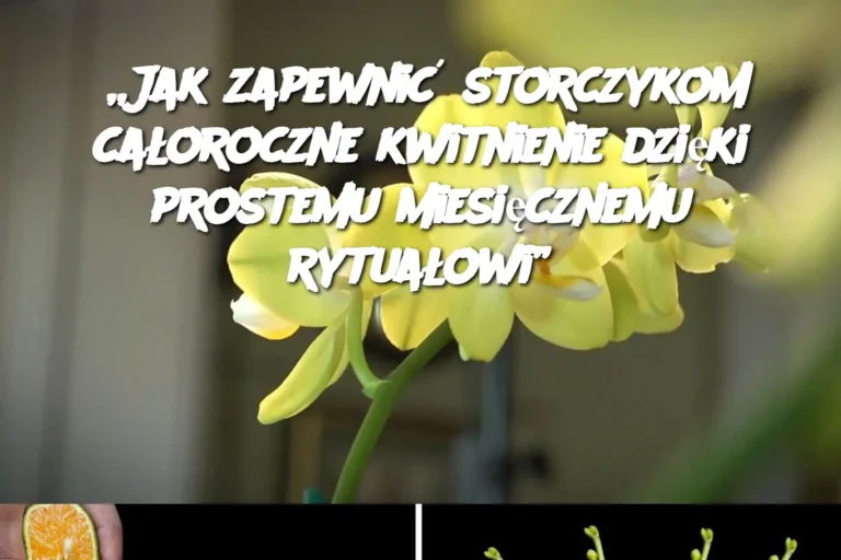 Jak_zapewni__storczykom_ca_oroczne_kwitnienie_dzi_ki_prostemu_miesi_cznemu_rytua_owi_