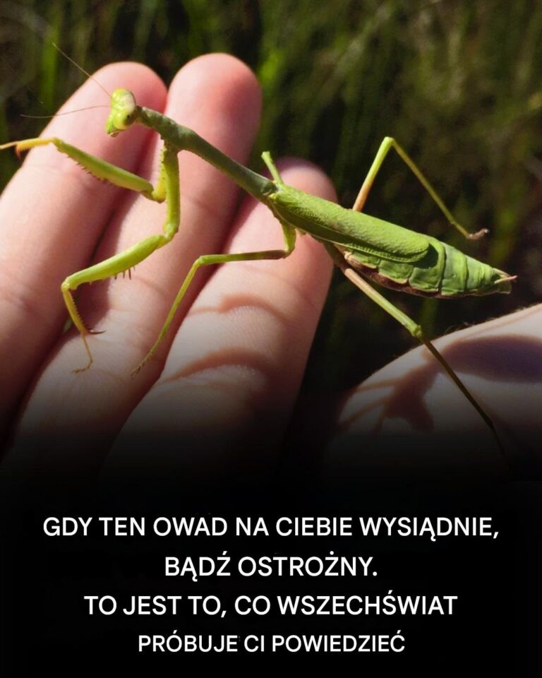 Je_li_ten_owad_na_tobie_wyl_duje__Wszech_wiat_pr_buje_ci_powiedzie__-1
