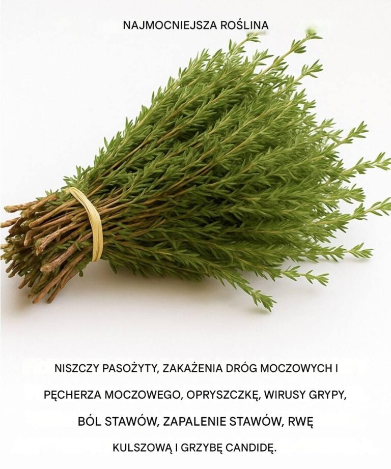 Jest_to_jedna_z_najpot__niejszych_ro_lin_na__wiecie
