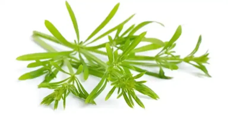 Koniczyna__Galium_aparine___naturalny_pomocnik_w_oczyszczaniu_limfy_i_organizmu-1