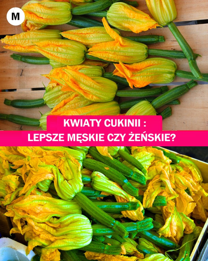 Kwiaty_Zucca__m_skie_i__e_skie__Ale_kt_ry_wybra__ Kwiaty_Zucca__m_skie_i__e_skie__Ale_kt_ry_wybra__