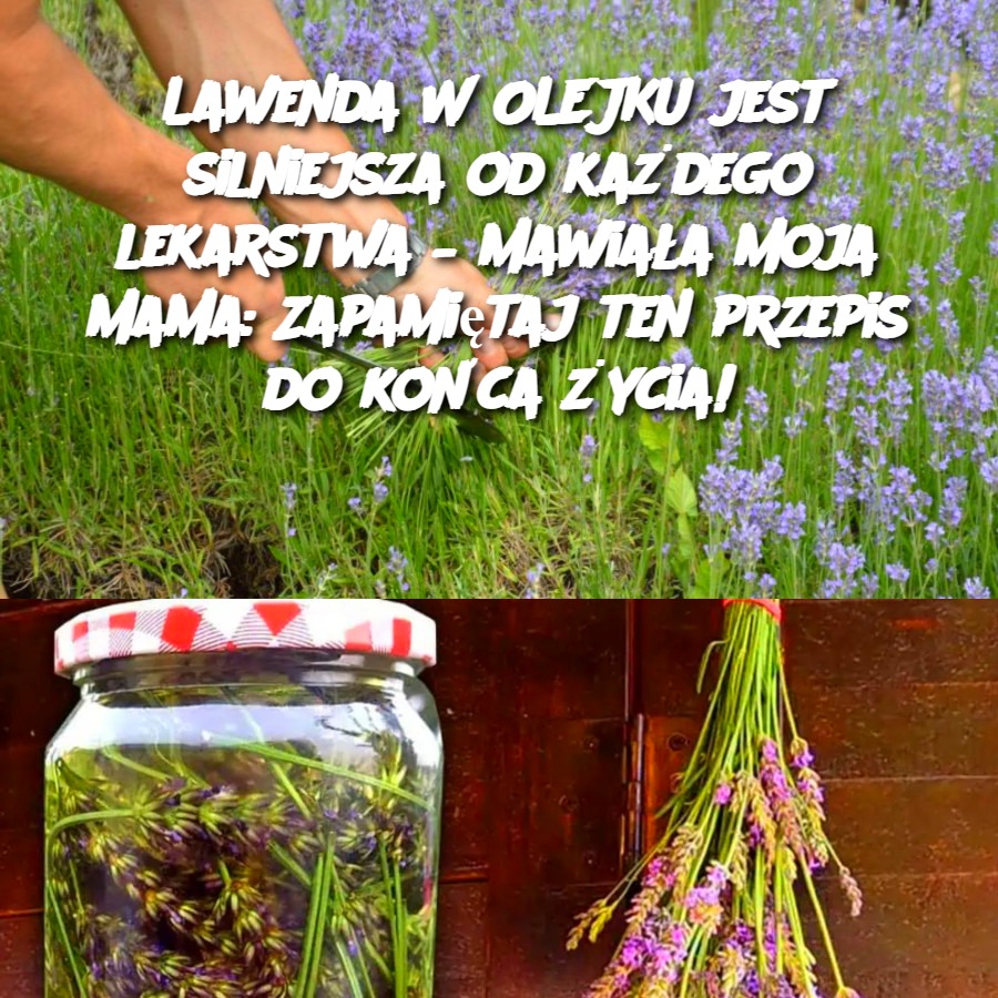 Lawenda_W_OLEJKU_jest_silniejsza_od_ka_dego_lekarstwa___mawia_a_moja_mama__Zapami_taj_ten_przepis_do_ko_ca__ycia_ Lawenda_W_OLEJKU_jest_silniejsza_od_ka_dego_lekarstwa___mawia_a_moja_mama__Zapami_taj_ten_przepis_do_ko_ca__ycia_
