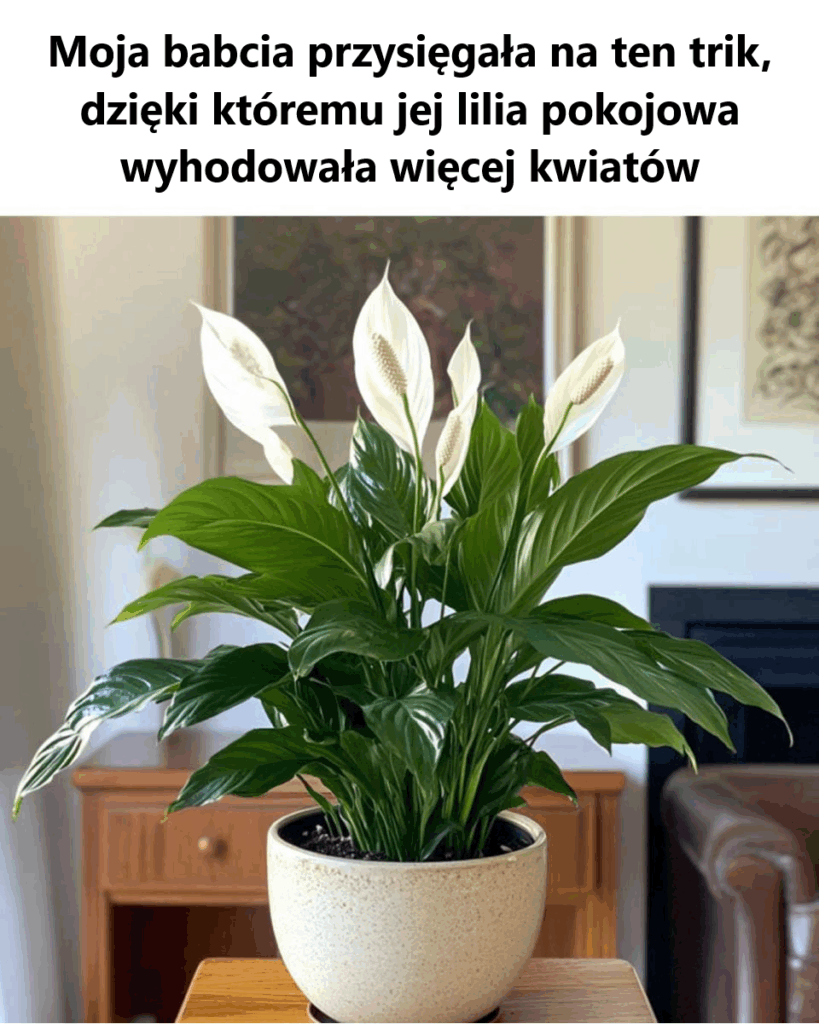 M_j_zdecydowanie_m_g_by_kwitn___bardziej M_j_zdecydowanie_m_g_by_kwitn___bardziej