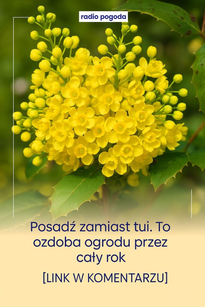 Mahonia_pospolita___pi_kna_i_po_yteczna_alternatywa_dla_tui_w_ogrodzie Mahonia_pospolita___pi_kna_i_po_yteczna_alternatywa_dla_tui_w_ogrodzie