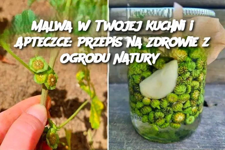 Malwa_w_Twojej_Kuchni_i_Apteczce__Przepis_na_Zdrowie_z_Ogrodu_Natury Malwa_w_Twojej_Kuchni_i_Apteczce__Przepis_na_Zdrowie_z_Ogrodu_Natury