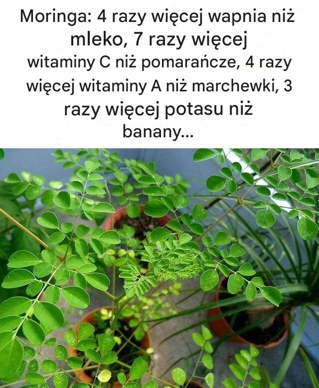 Moringa__4_razy_wi_cej_wapnia_ni__mleko__7_razy_wi_cej_witaminy_C_ni__pomara_cze__4_razy_wi_cej_witaminy_A_ni__marchewki__3_razy_wi_cej_potasu_ni__banany_-2 Moringa__4_razy_wi_cej_wapnia_ni__mleko__7_razy_wi_cej_witaminy_C_ni__pomara_cze__4_razy_wi_cej_witaminy_A_ni__marchewki__3_razy_wi_cej_potasu_ni__banany_-2