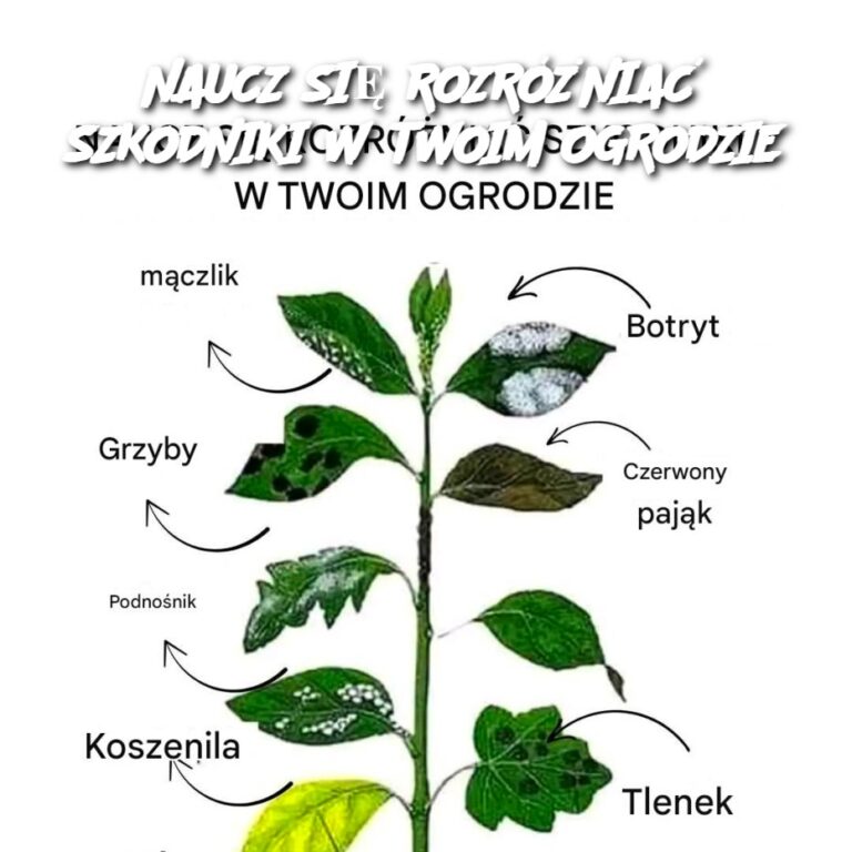 NAUCZ_SI__ROZR__NIA__SZKODNIKI_W_TWOIM_OGRODZIE