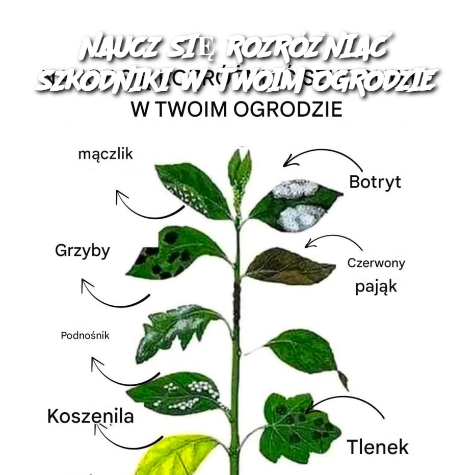 NAUCZ_SI__ROZR__NIA__SZKODNIKI_W_TWOIM_OGRODZIE NAUCZ_SI__ROZR__NIA__SZKODNIKI_W_TWOIM_OGRODZIE