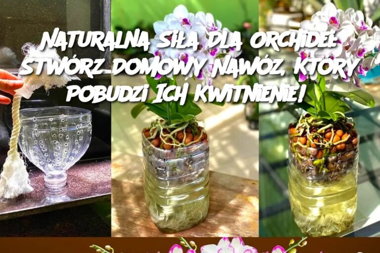 Naturalna_Si_a_Dla_Orchidei__Stw_rz_Domowy_Naw_z__Kt_ry_Pobudzi_Ich_Kwitnienie_