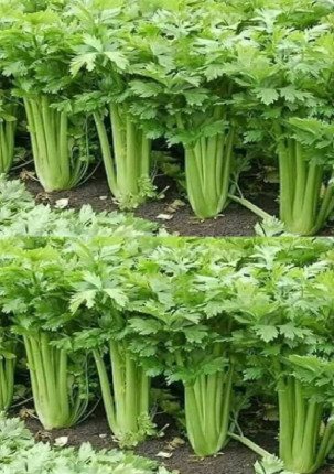 Naturalne__rodki_zaradcze_pomagaj_ce_utrzyma__nerki_w_zdrowiu Naturalne__rodki_zaradcze_pomagaj_ce_utrzyma__nerki_w_zdrowiu
