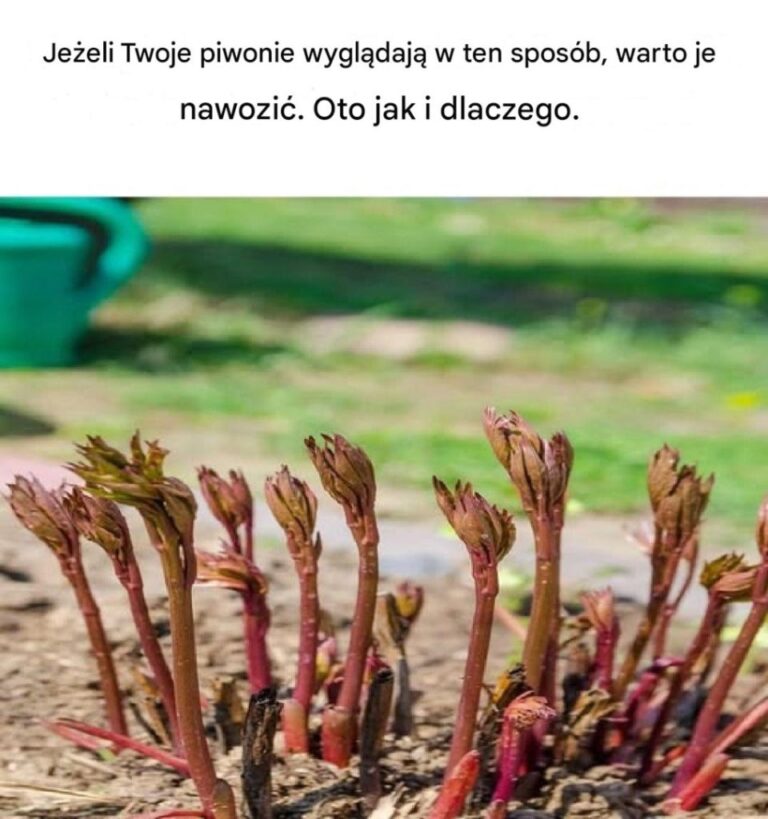 Nie_mia_em_poj_cia