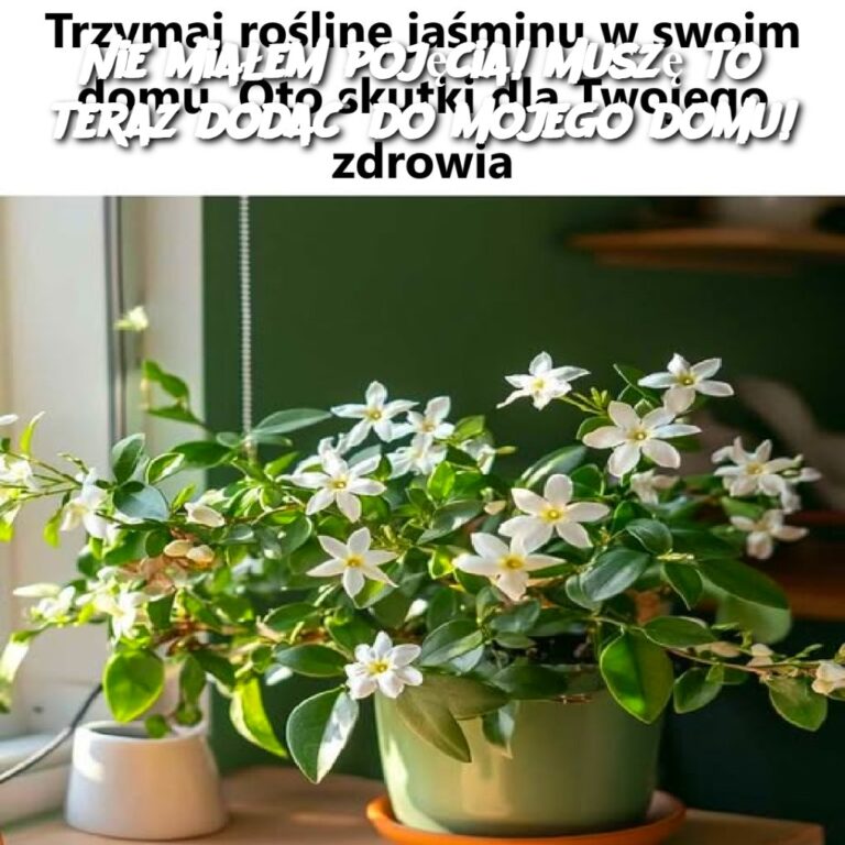 Nie_mia_em_poj_cia__Musz__to_teraz_doda__do_mojego_domu_-1