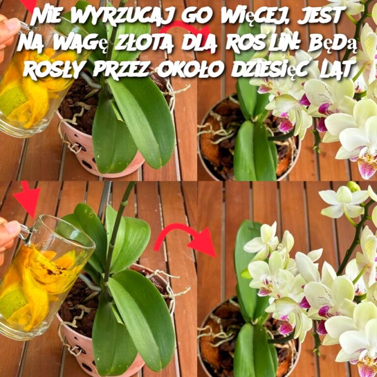 Nie_wyrzucaj_go_wi_cej__jest_na_wag__z_ota_dla_ro_lin__b_d__ros_y_przez_oko_o_dziesi___lat