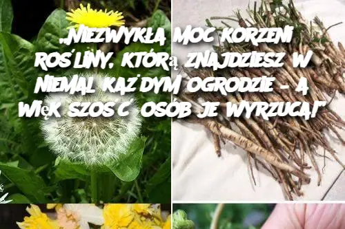 Niezwyk_a_moc_korzeni_ro_liny__kt_r__znajdziesz_w_niemal_ka_dym_ogrodzie___a_wi_kszo___os_b_je_wyrzuca__ Niezwyk_a_moc_korzeni_ro_liny__kt_r__znajdziesz_w_niemal_ka_dym_ogrodzie___a_wi_kszo___os_b_je_wyrzuca__