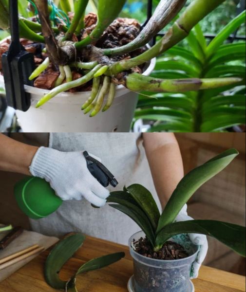 O_ywienie_orchidei_cukrem__prosty_i_skuteczny_trik O_ywienie_orchidei_cukrem__prosty_i_skuteczny_trik