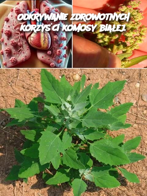 Odkrywanie_zdrowotnych_korzy_ci_komosy_bia_ej_ Odkrywanie_zdrowotnych_korzy_ci_komosy_bia_ej_