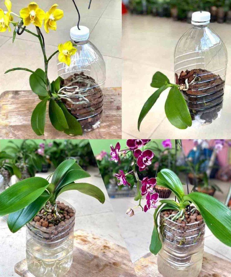 Orchidee__B_d__ros_y_szybko__je_li_posadzisz_je_w_ten_spos_b_ Orchidee__B_d__ros_y_szybko__je_li_posadzisz_je_w_ten_spos_b_