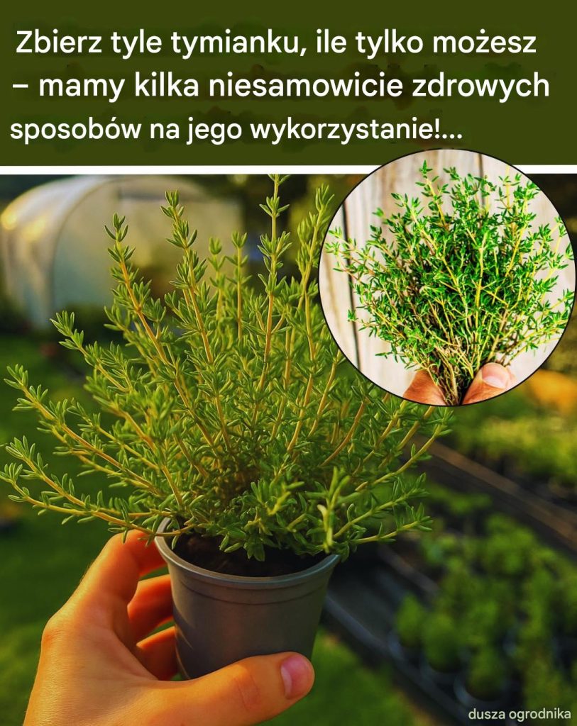 Oto_dlaczego_warto_uprawia__tymianek_i_18_sposob_w_na_jego_wykorzystanie Oto_dlaczego_warto_uprawia__tymianek_i_18_sposob_w_na_jego_wykorzystanie