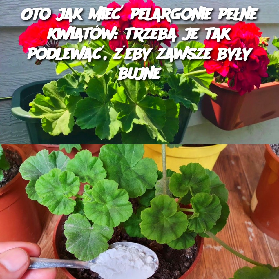 Oto_jak_mie__pelargonie_pe_ne_kwiat_w__trzeba_je_tak_podlewa____eby_zawsze_by_y_bujne-1