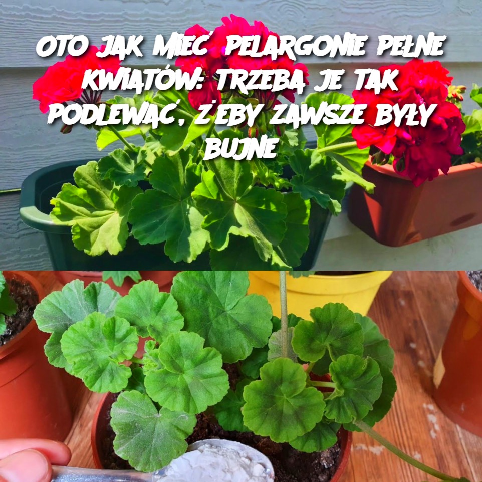 Oto_jak_mie__pelargonie_pe_ne_kwiat_w__trzeba_je_tak_podlewa____eby_zawsze_by_y_bujne-2