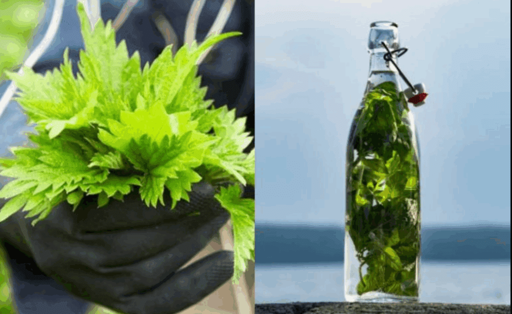 Pokrzywa_w_ALKOHOLU_jest_silniejsza_od_ka_dego_lekarstwa__mawia__m_j_dziadek__zapami_taj_ten_przepis_na__ycie_-1 Pokrzywa_w_ALKOHOLU_jest_silniejsza_od_ka_dego_lekarstwa__mawia__m_j_dziadek__zapami_taj_ten_przepis_na__ycie_-1