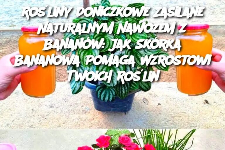 Ro_liny_Doniczkowe_Zasilane_Naturalnym_Nawozem_z_Banan_w__Jak_Sk_rka_Bananowa_Pomaga_Wzrostowi_Twoich_Ro_lin