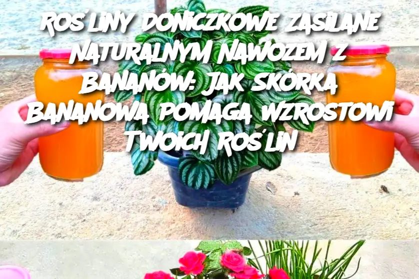 Ro_liny_Doniczkowe_Zasilane_Naturalnym_Nawozem_z_Banan_w__Jak_Sk_rka_Bananowa_Pomaga_Wzrostowi_Twoich_Ro_lin Ro_liny_Doniczkowe_Zasilane_Naturalnym_Nawozem_z_Banan_w__Jak_Sk_rka_Bananowa_Pomaga_Wzrostowi_Twoich_Ro_lin