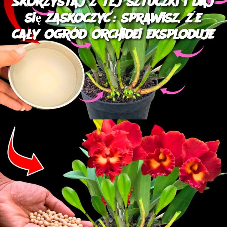 Skorzystaj_z_tej_sztuczki_i_daj_si__zaskoczy___sprawisz___e_ca_y_ogr_d_orchidei_eksploduje
