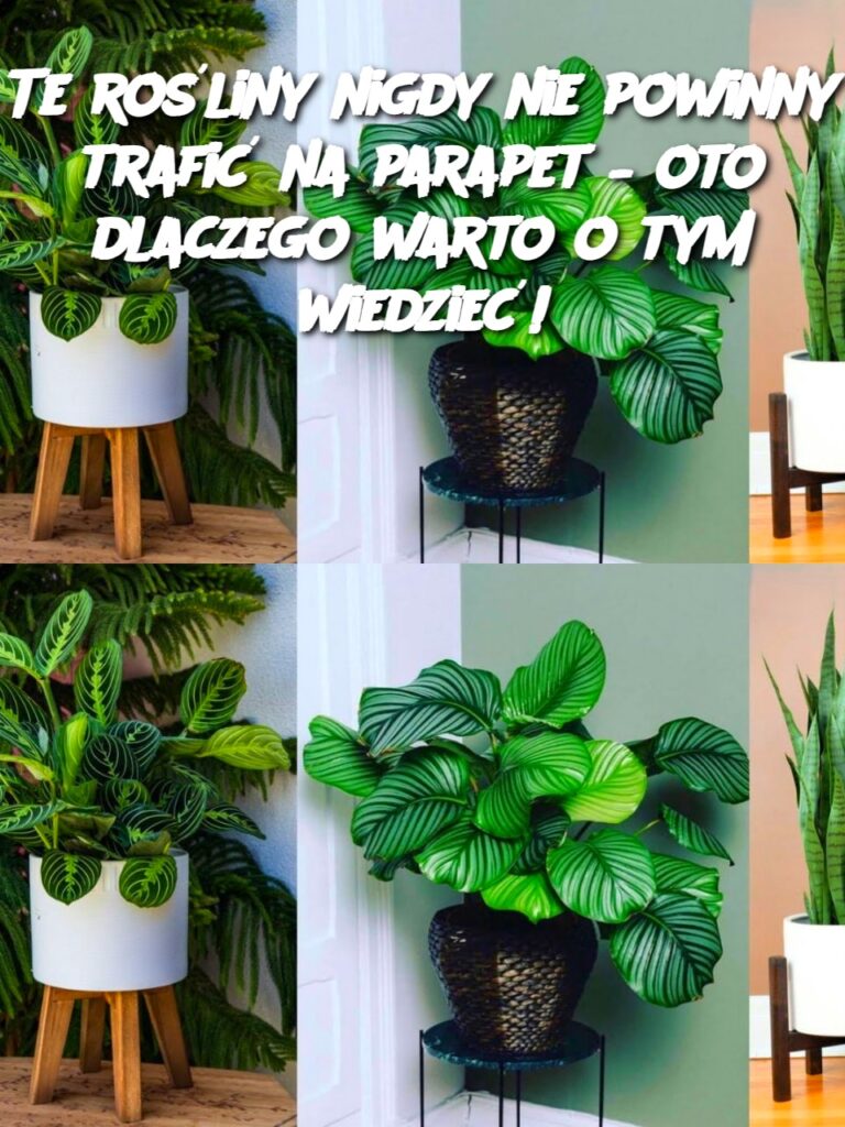 Te_ro_liny_nigdy_nie_powinny_trafi__na_parapet___oto_dlaczego_warto_o_tym_wiedzie__ Te_ro_liny_nigdy_nie_powinny_trafi__na_parapet___oto_dlaczego_warto_o_tym_wiedzie__