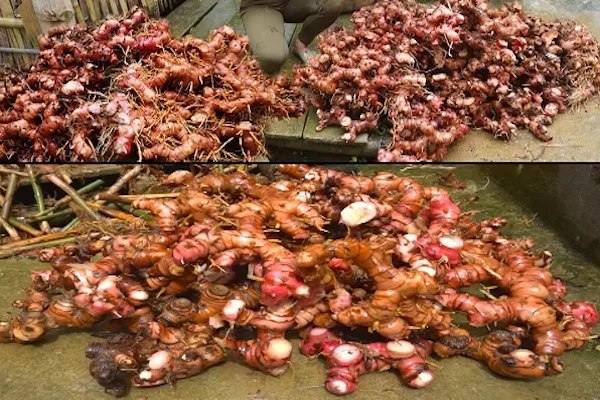 Uprawa_bulw_galangalu_w_domu__przewodnik_krok_po_kroku Uprawa_bulw_galangalu_w_domu__przewodnik_krok_po_kroku