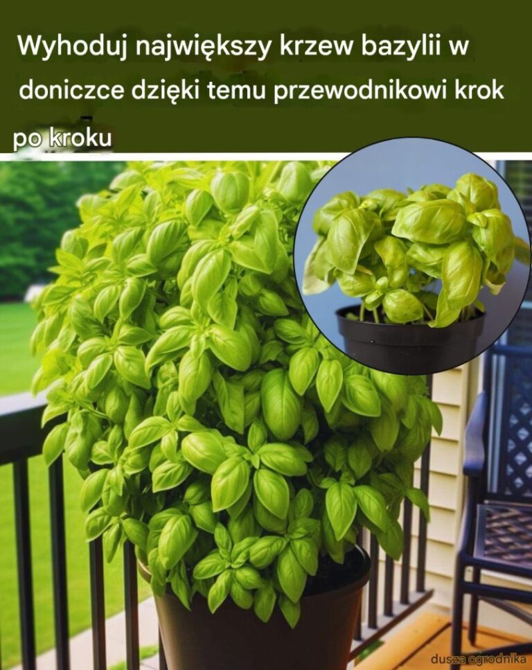 Uprawiaj_Nieograniczon__Ilo___Ro_lin_Bazylii_W_Jednej_Doniczce_W_Ten_Spos_b