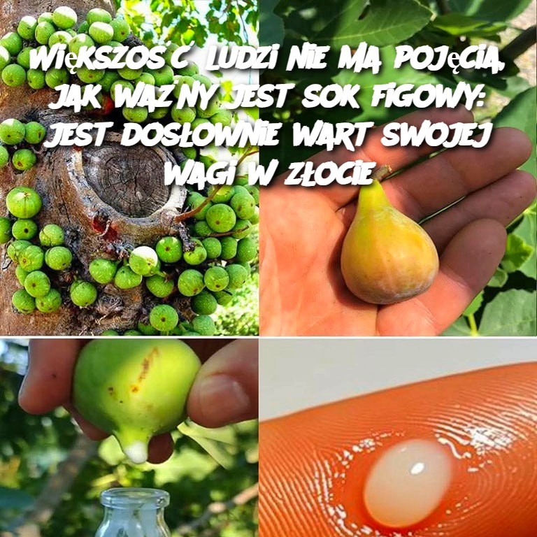Wi_kszo___ludzi_nie_ma_poj_cia__jak_wa_ny_jest_sok_figowy__jest_dos_ownie_wart_swojej_wagi_w_z_ocie Wi_kszo___ludzi_nie_ma_poj_cia__jak_wa_ny_jest_sok_figowy__jest_dos_ownie_wart_swojej_wagi_w_z_ocie