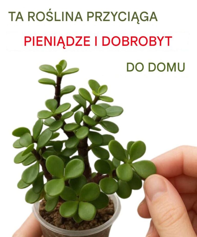 Wiele_os_b_hoduje__drzewo_pieni_dzy__w_domu__Oto_jednak__co_niewiele_os_b_wie_o_tej_ro_linie_-1