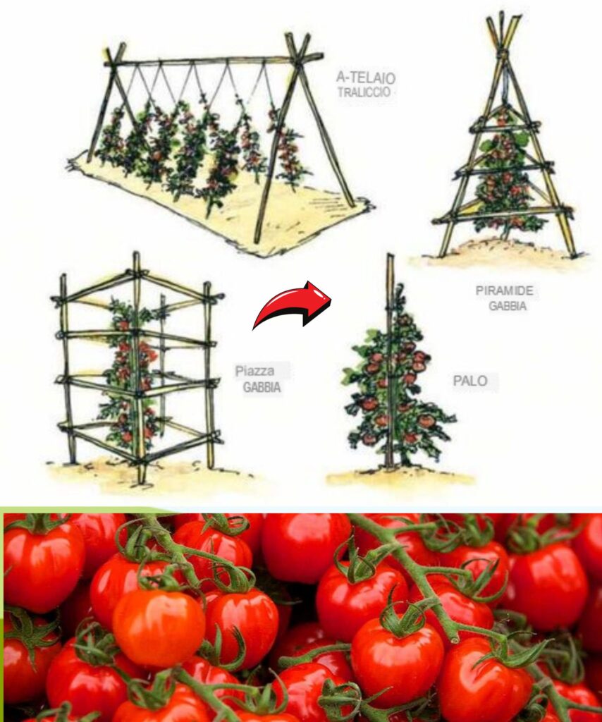Wsparcie_dla_ro_lin_pn_cych__struktury_do_ogrodu Wsparcie_dla_ro_lin_pn_cych__struktury_do_ogrodu