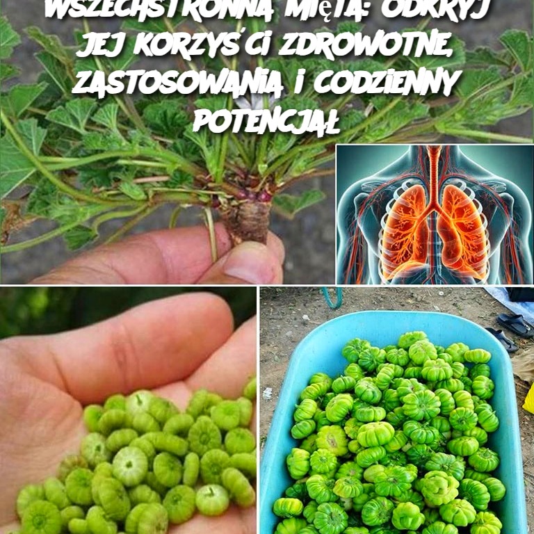 Wszechstronna_mi_ta__odkryj_jej_korzy_ci_zdrowotne__zastosowania_i_codzienny_potencja_-1