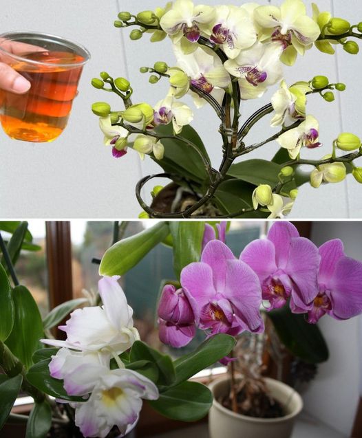 Wystarczy_raz_podla__i_zakwitnie__Orchidee_kwitn__natychmiast_i_produkuj__nowe_kwiaty_NIEUSTANNIE_przez_ca_y_rok_ Wystarczy_raz_podla__i_zakwitnie__Orchidee_kwitn__natychmiast_i_produkuj__nowe_kwiaty_NIEUSTANNIE_przez_ca_y_rok_